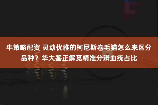 牛策略配资 灵动优雅的柯尼斯卷毛猫怎么来区分品种？华大鉴正解觅精准分辨血统占比